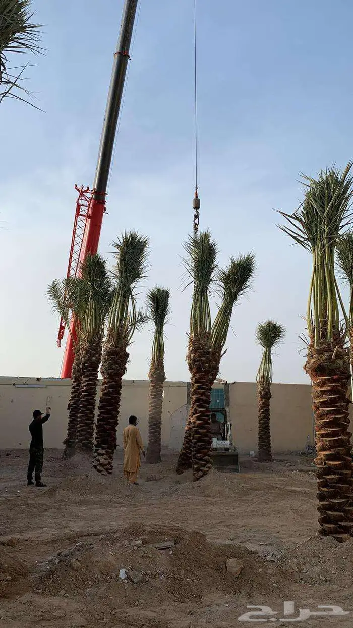 انخل للبيع 9