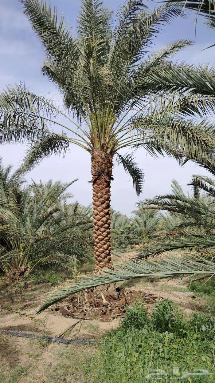 انخل للبيع 6