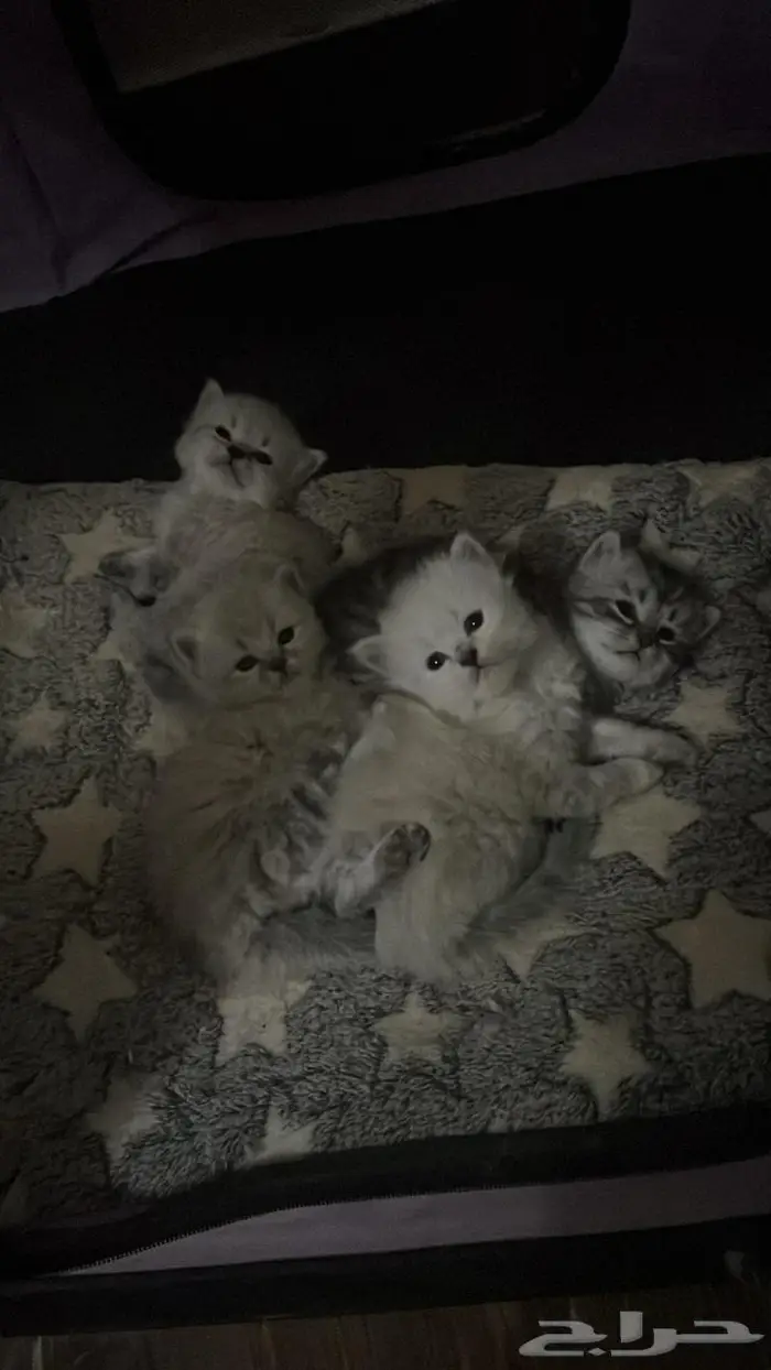 بساس للبيع 0