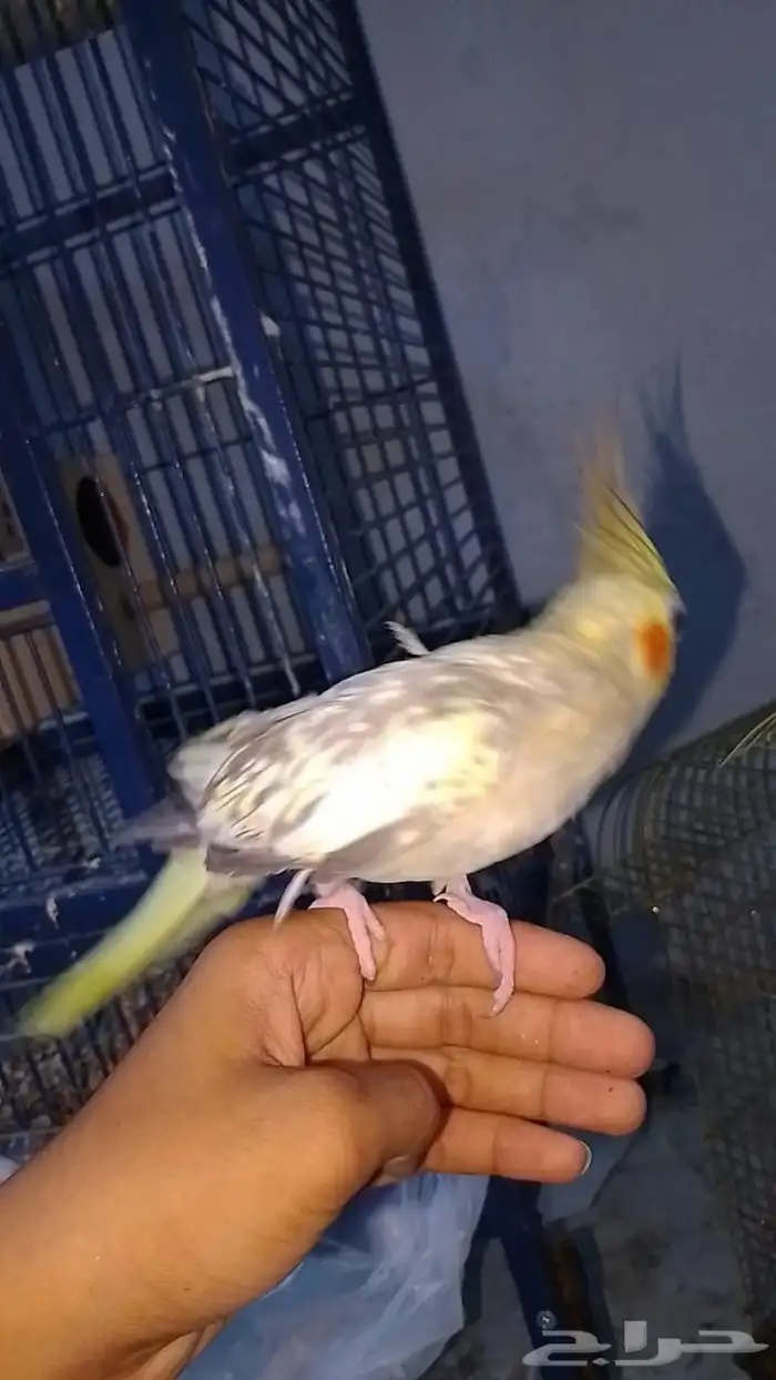 زوج كروان 3