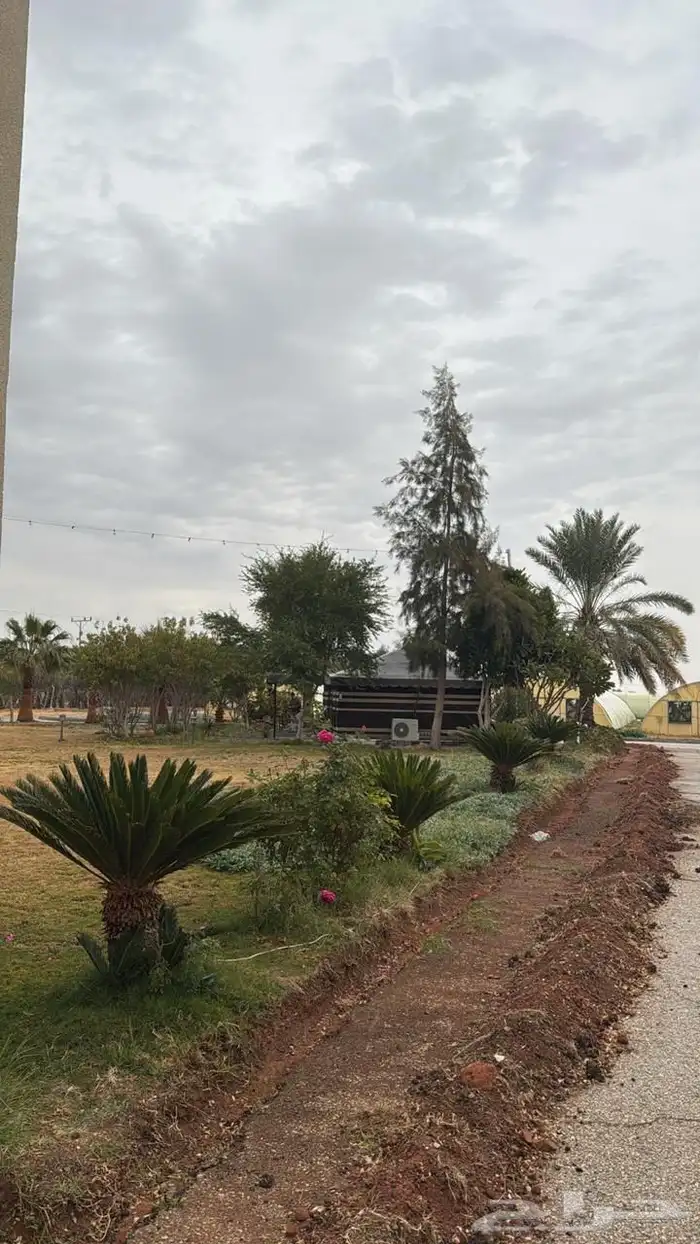 للإيجار اليومي مزرعة الصالحية و اسطبل خيل ببريدة 35
