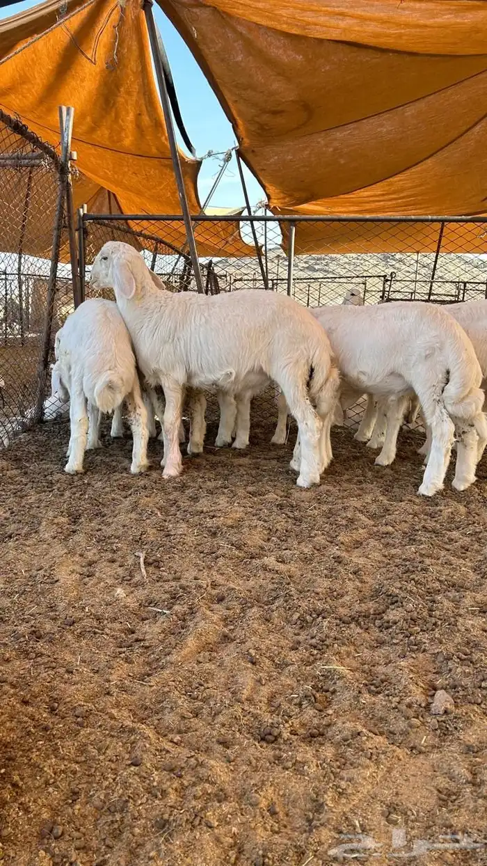 بهم بري حري للبيع ( تم البيع ) 0