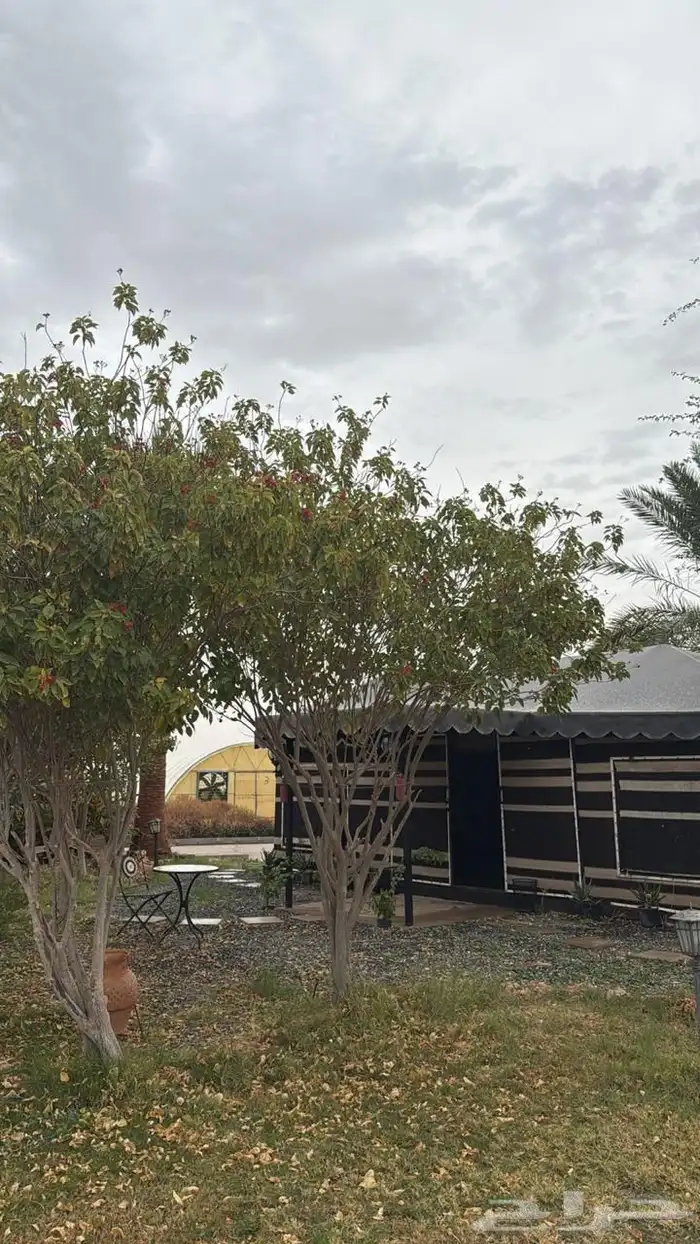 للإيجار اليومي مزرعة الصالحية و اسطبل خيل ببريدة 34