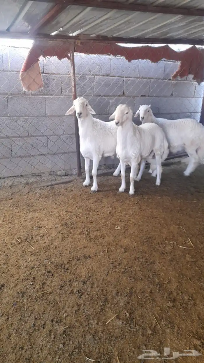 ذبايح طريق الملك عبدالله 3