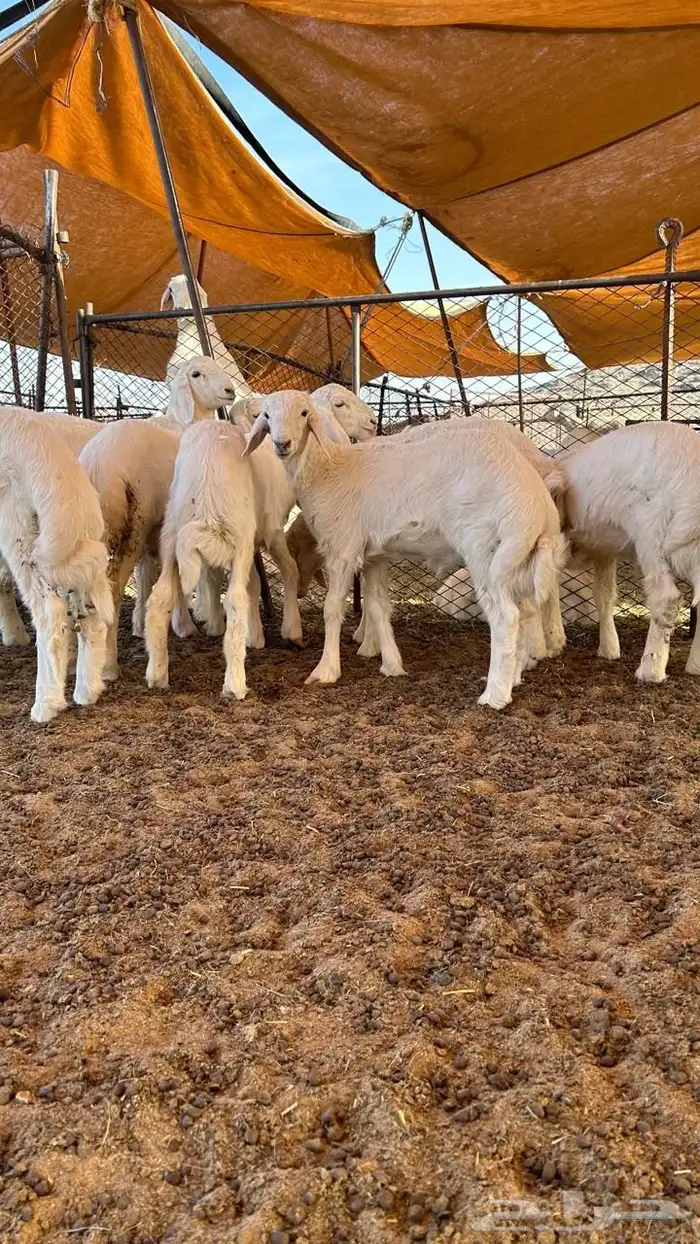 بهم بري حري للبيع ( تم البيع ) 1