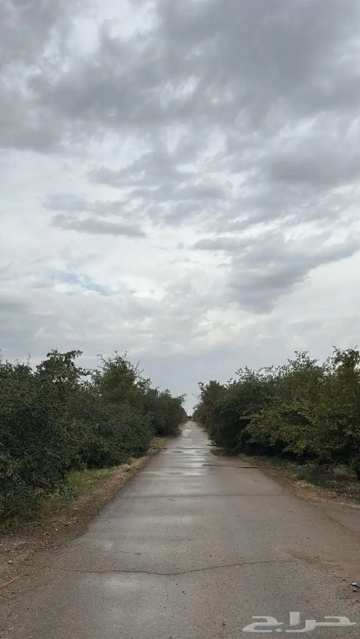 للإيجار اليومي مزرعة الصالحية و اسطبل خيل ببريدة 41