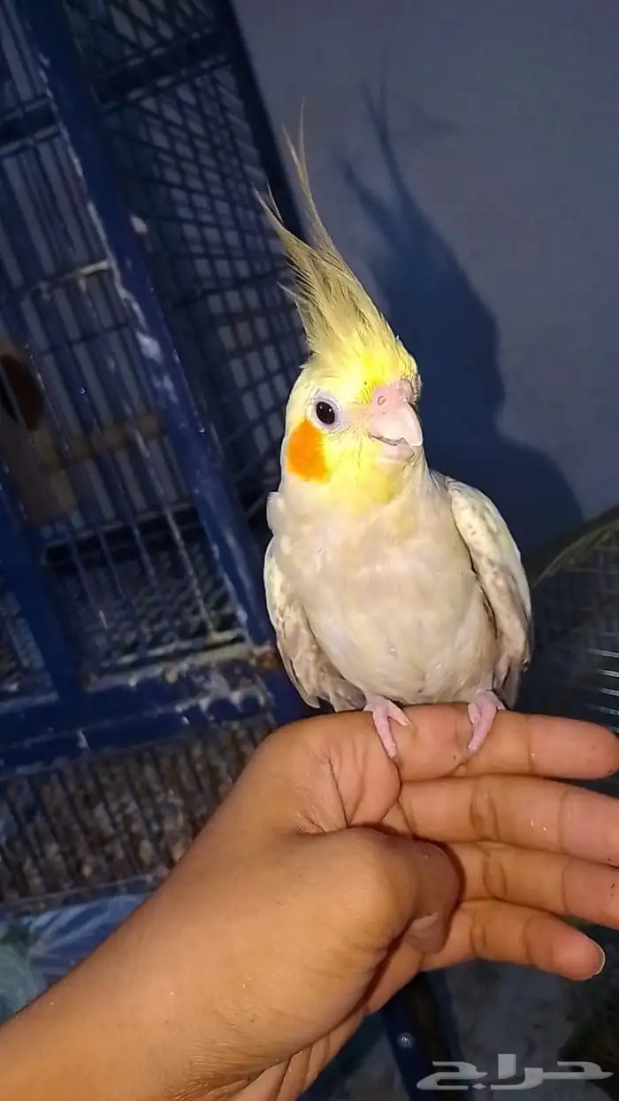 زوج كروان 2