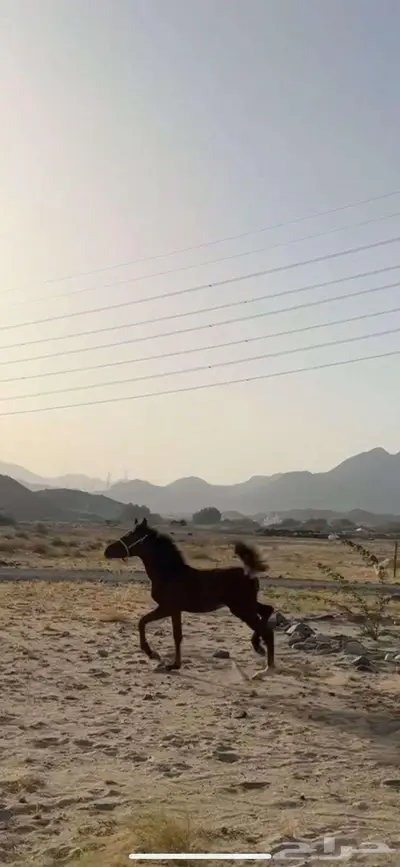 مهره فاخره تنافس الواهو 0