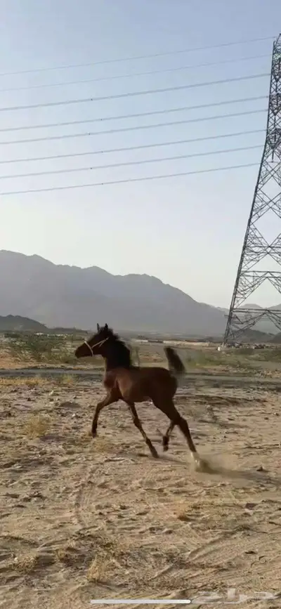 مهره فاخره تنافس الواهو 1