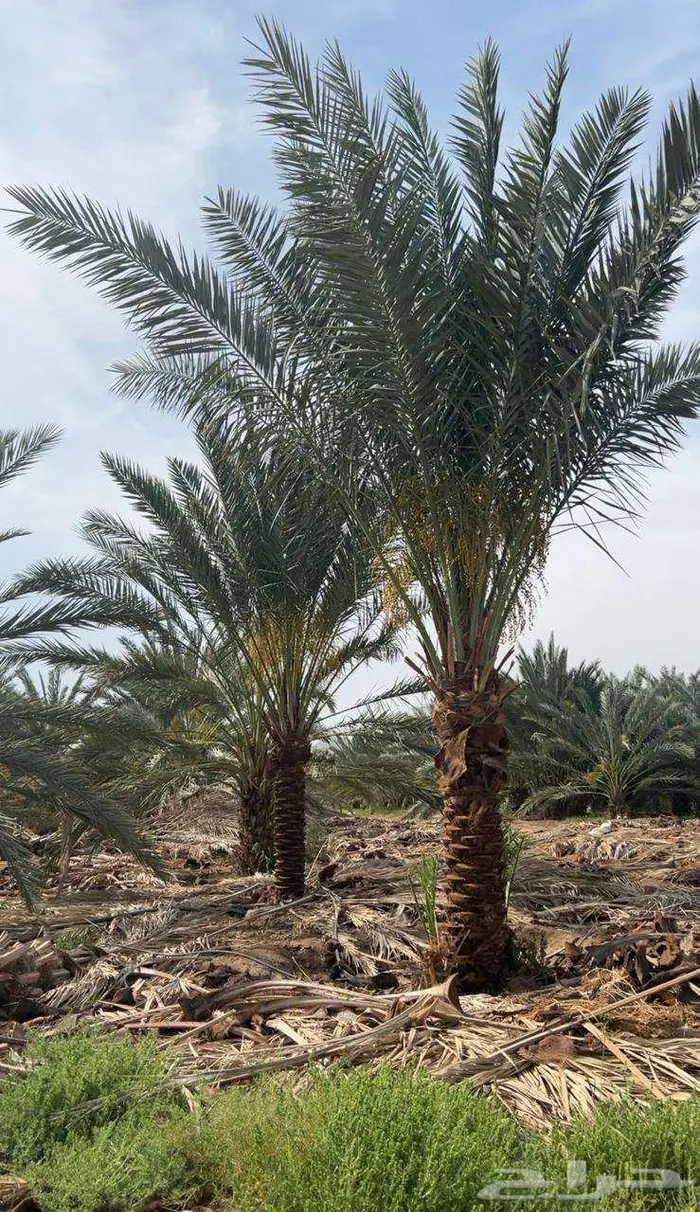 انخل للبيع 1