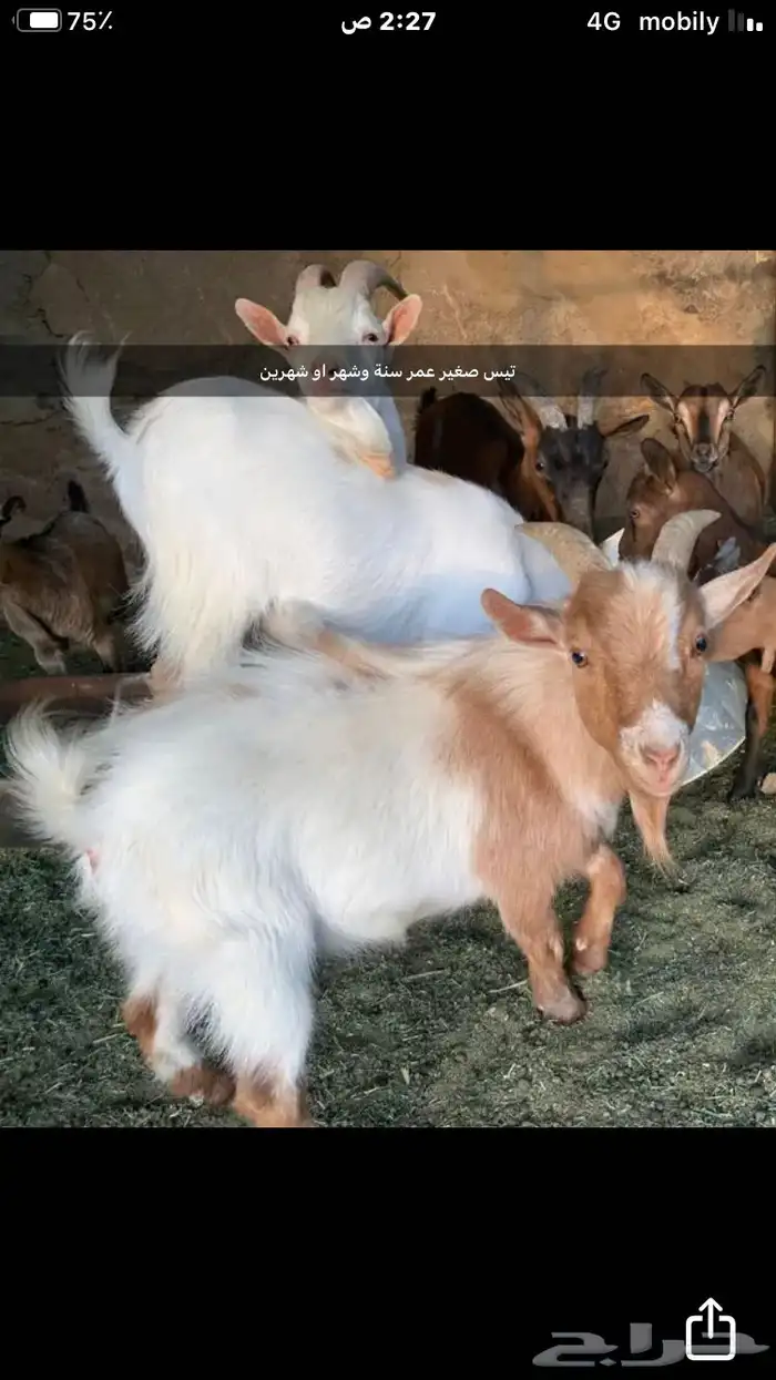 ماعز قزم 12