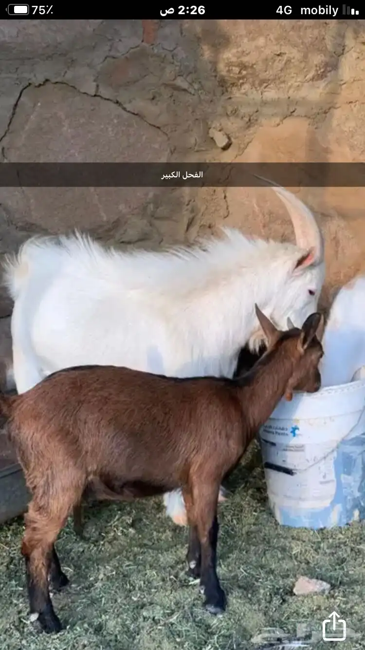 ماعز قزم 11