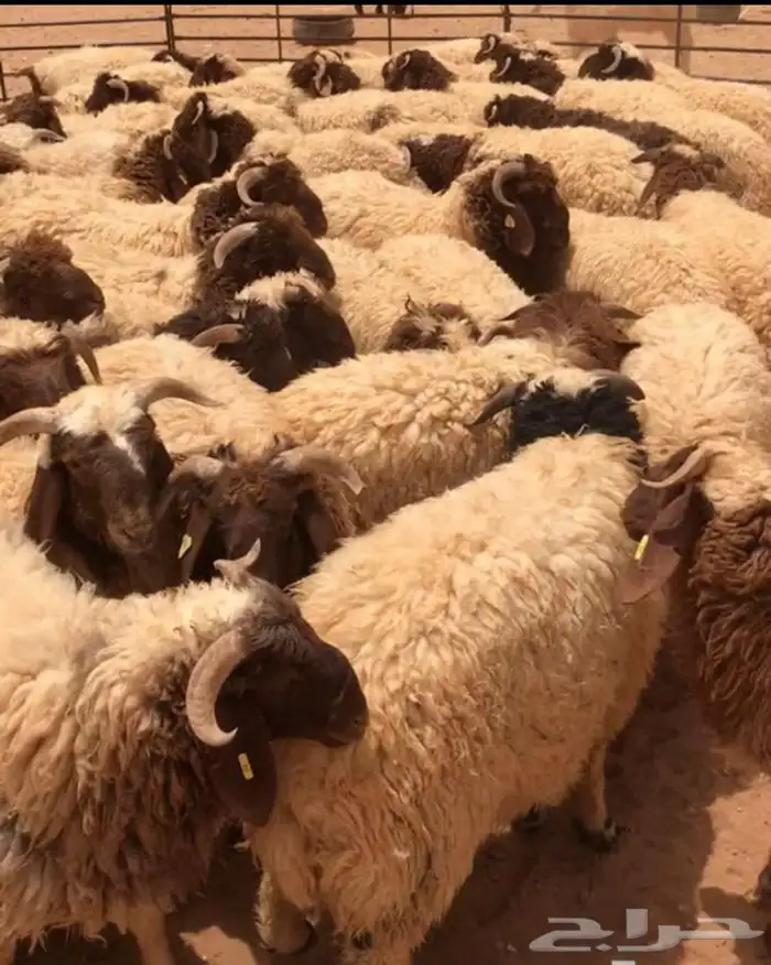 ذبايح الشرقيه 4