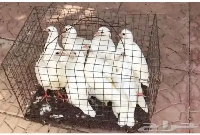 زغاليل حمام فرنسي جامبو 2