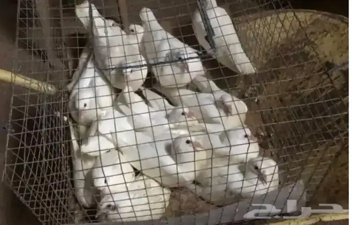 زغاليل حمام فرنسي جامبو 1