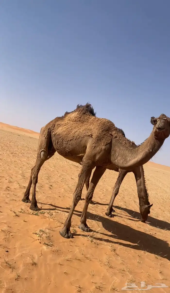 للبيع ناقه حايل الموقع شمال شقراء 0