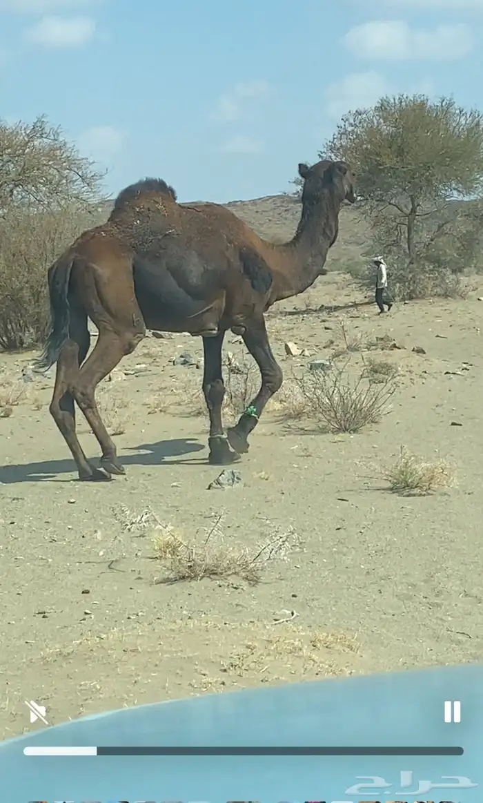 بعير مجهم 2