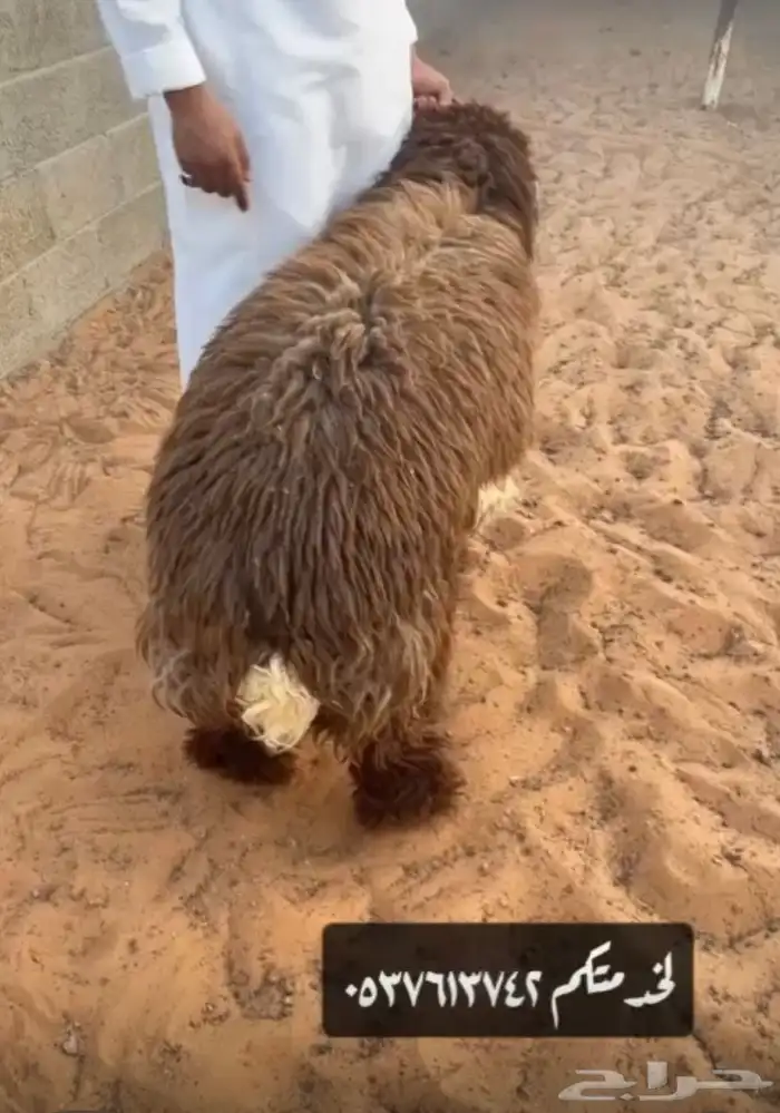 نعيمي نجدي حري 5