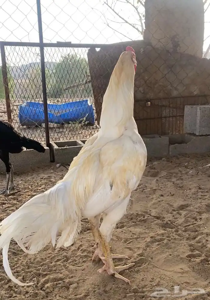 تم البيع 0