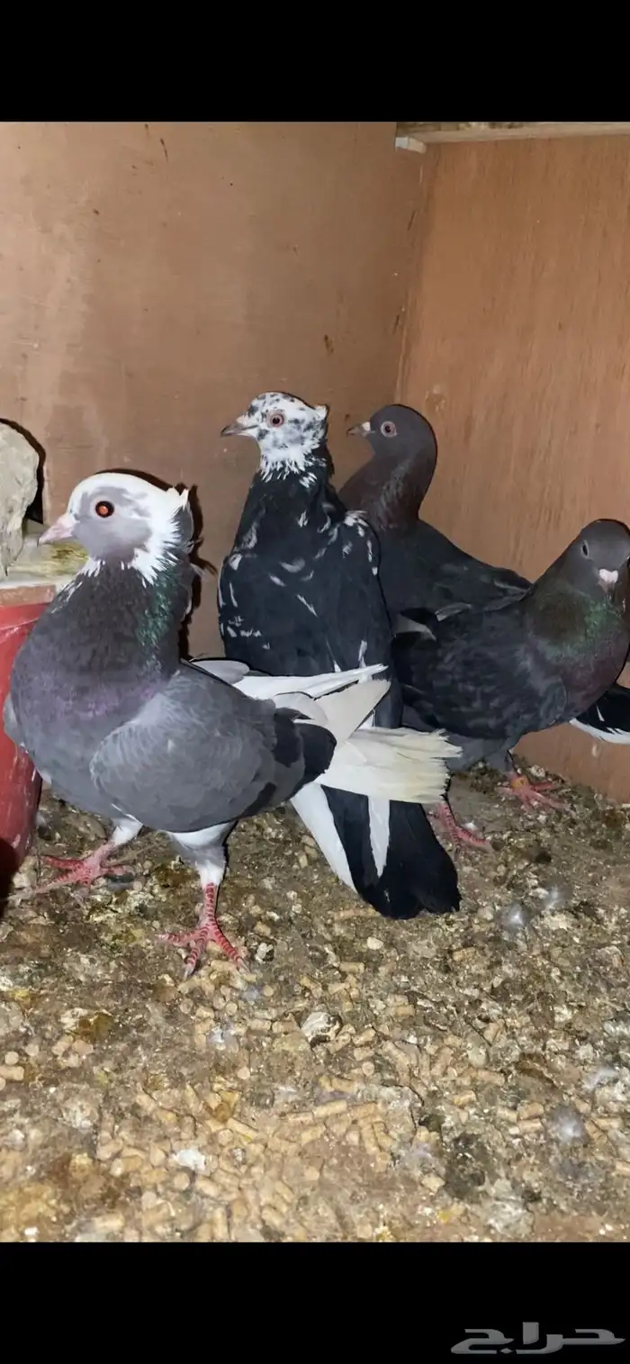 اربع اجواز قطايف اناثي كله طايره 0