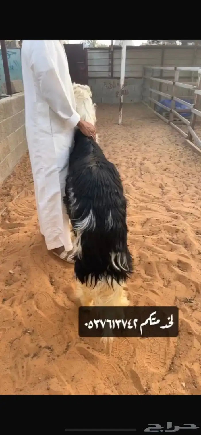 نعيمي نجدي حري 3