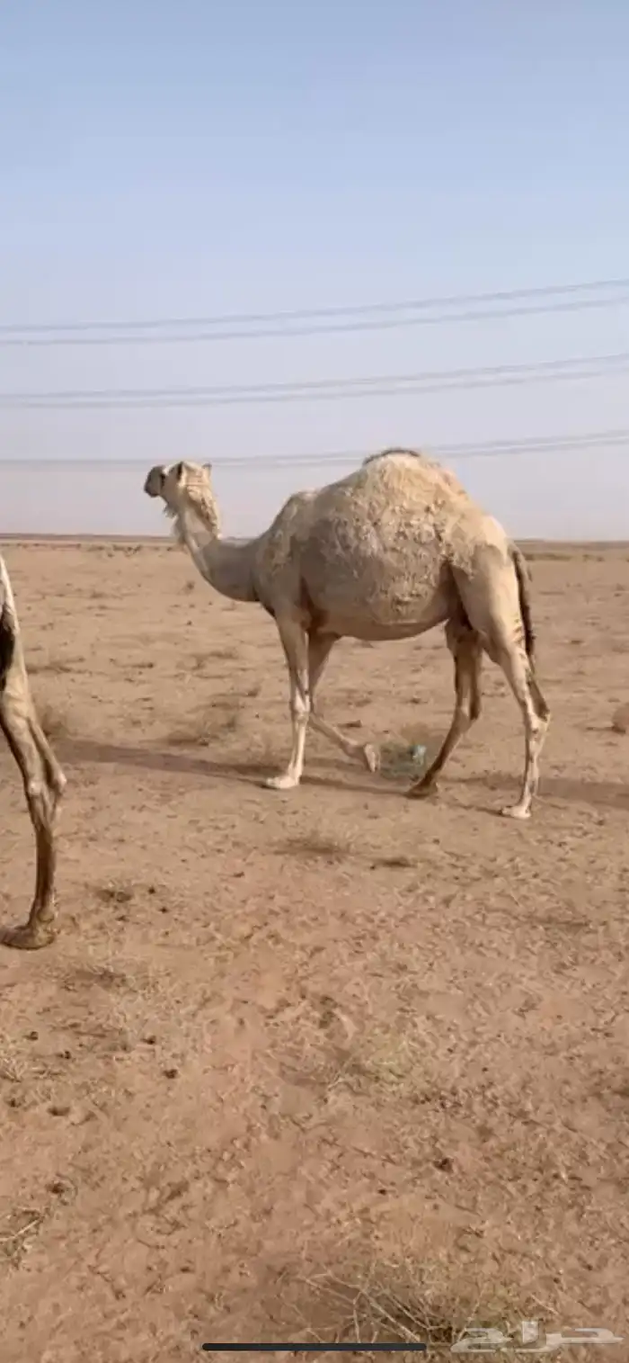 ناقه حايل 0