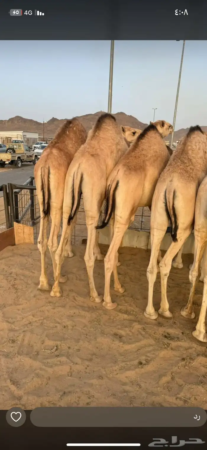 قعدان مبادي 0