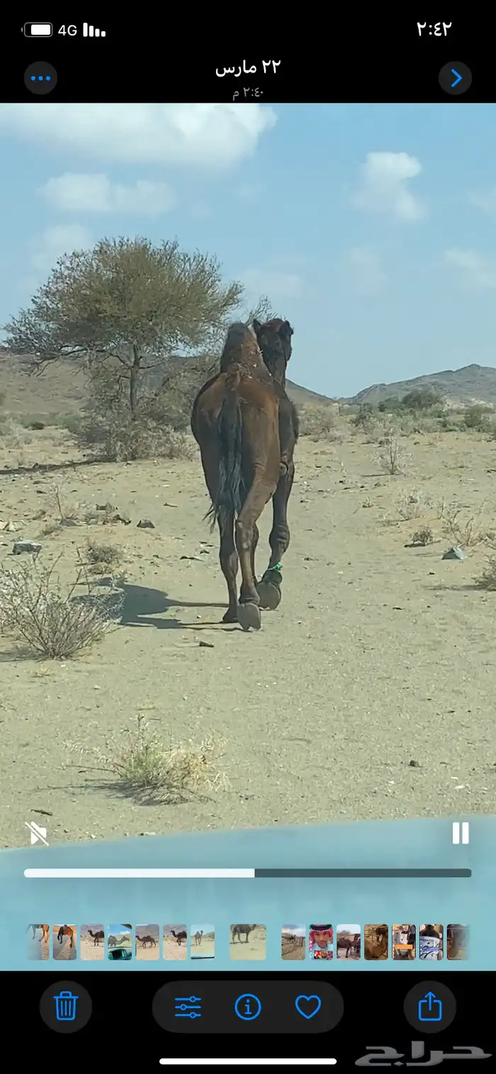 بعير مجهم 1