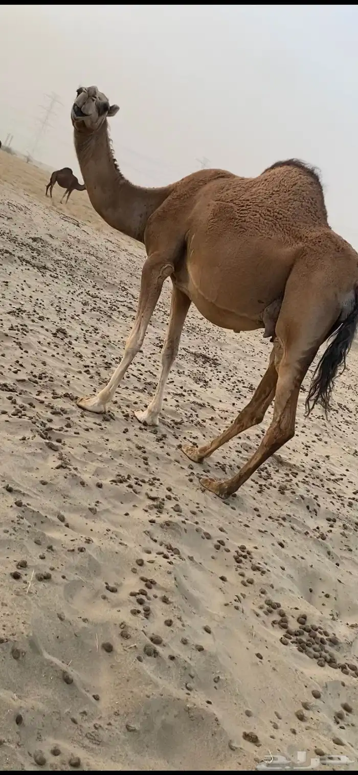 ناقة مزيونة 2