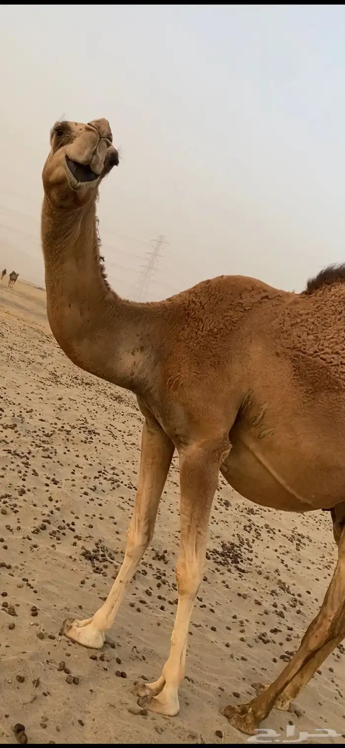 ناقة مزيونة 0