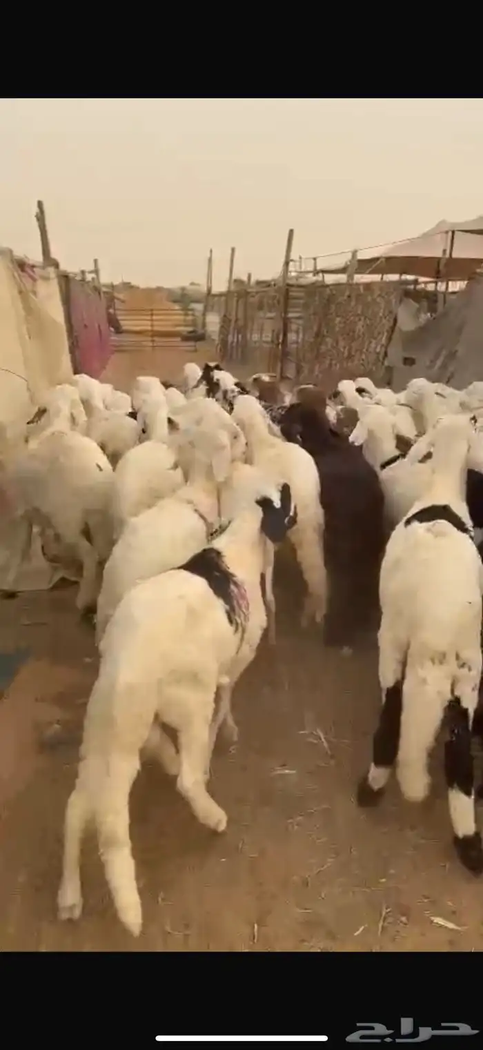 ذبايح سواكني يوجد للزباين في الموقع صلاخ فقط 3