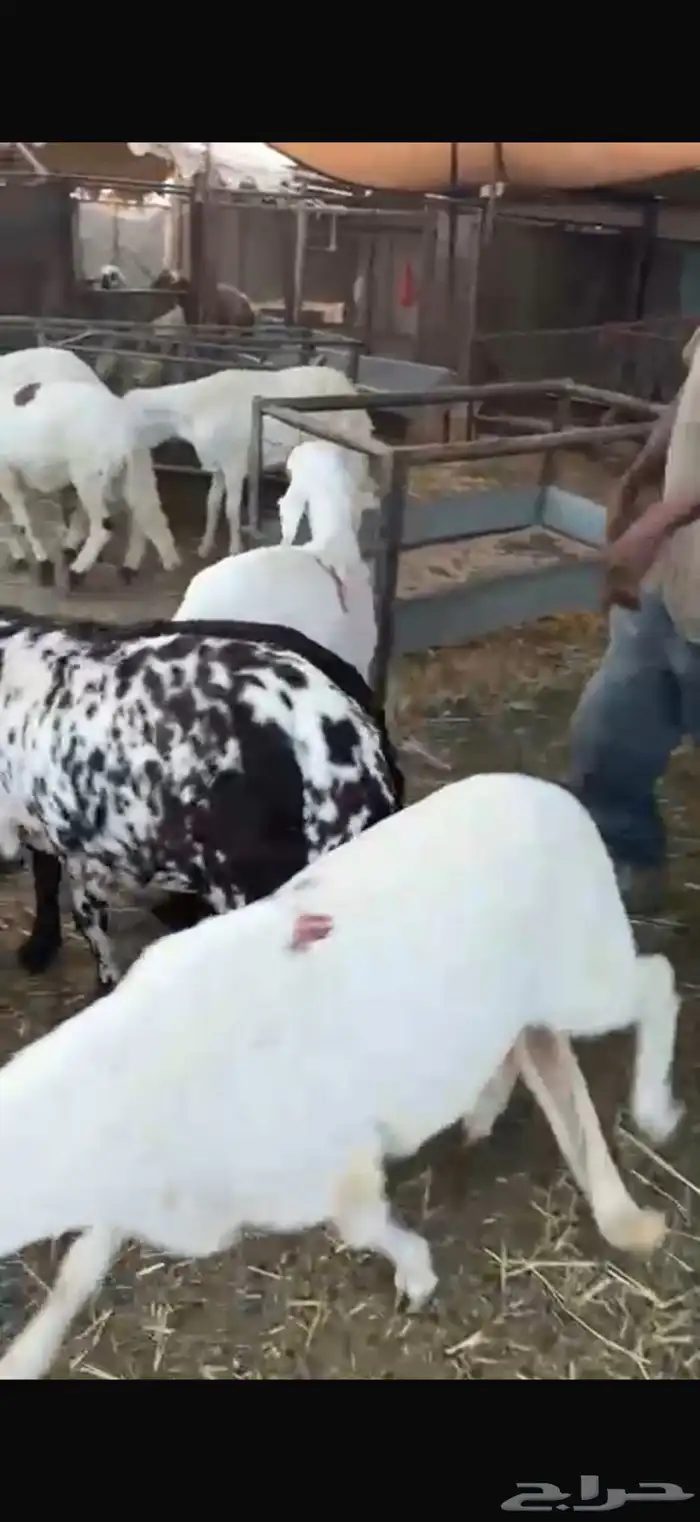ذبايح سواكني يوجد للزباين في الموقع صلاخ فقط 5
