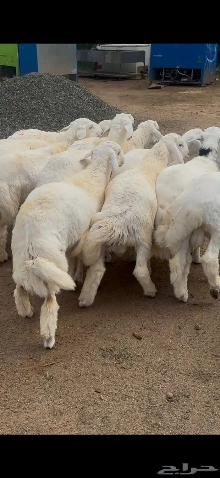 خرفان بلدي فل شحم تربية مزرعه 2
