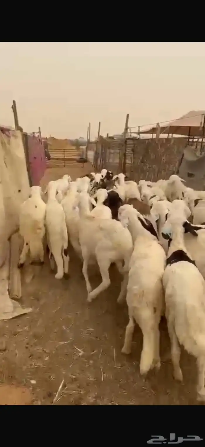 ذبايح سواكني يوجد للزباين في الموقع صلاخ فقط 0
