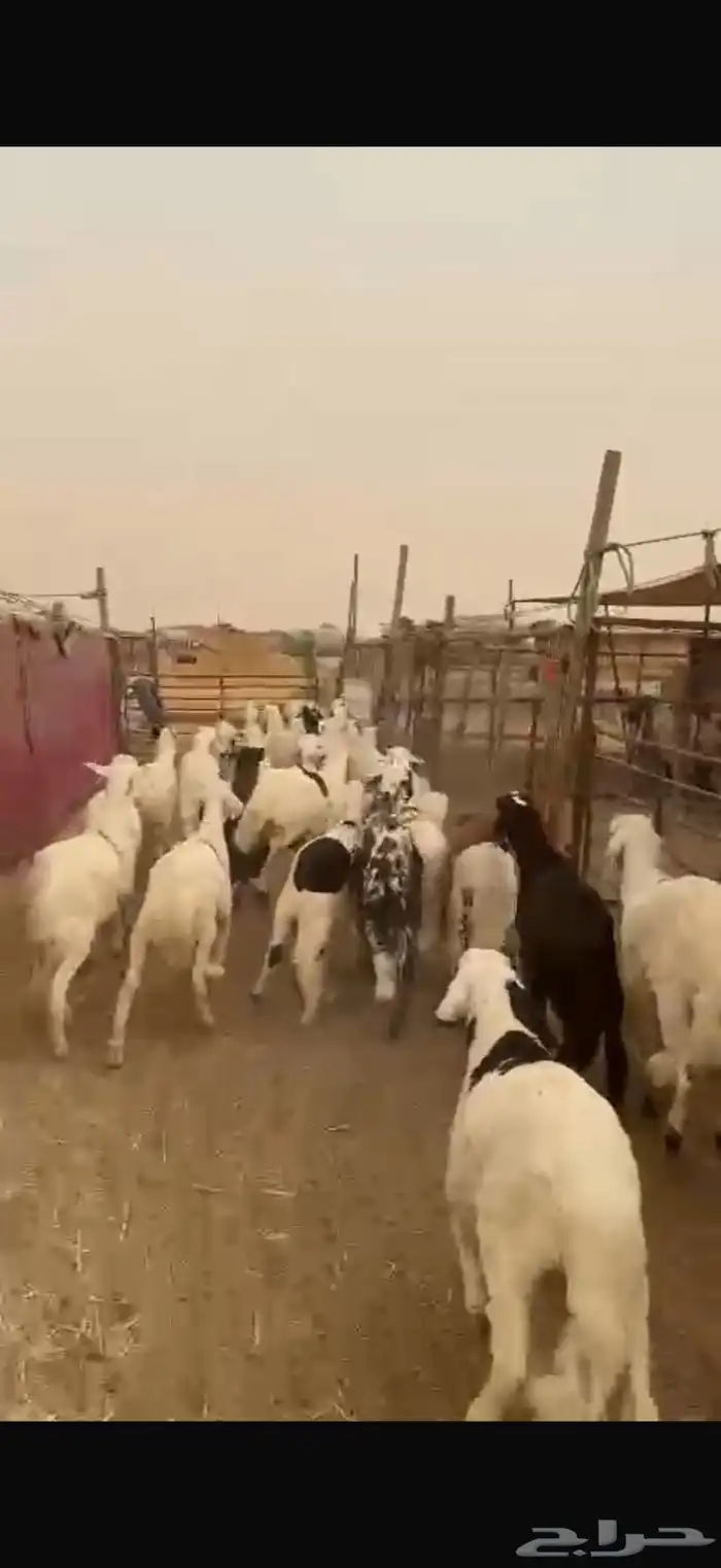 ذبايح سواكني يوجد للزباين في الموقع صلاخ فقط 2