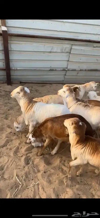 جذع رفيدي مربوط علف بروتين شعير 0
