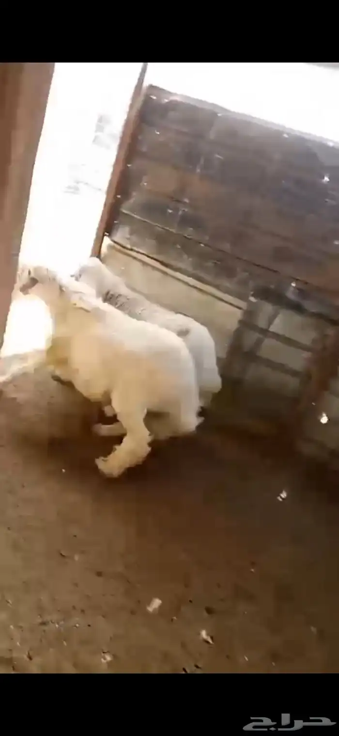 طليان نعيمي ونجدي وحري وسواكني وتيوس 1