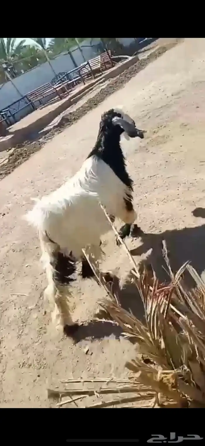 طليان نعيمي ونجدي وحري وسواكني وتيوس 3