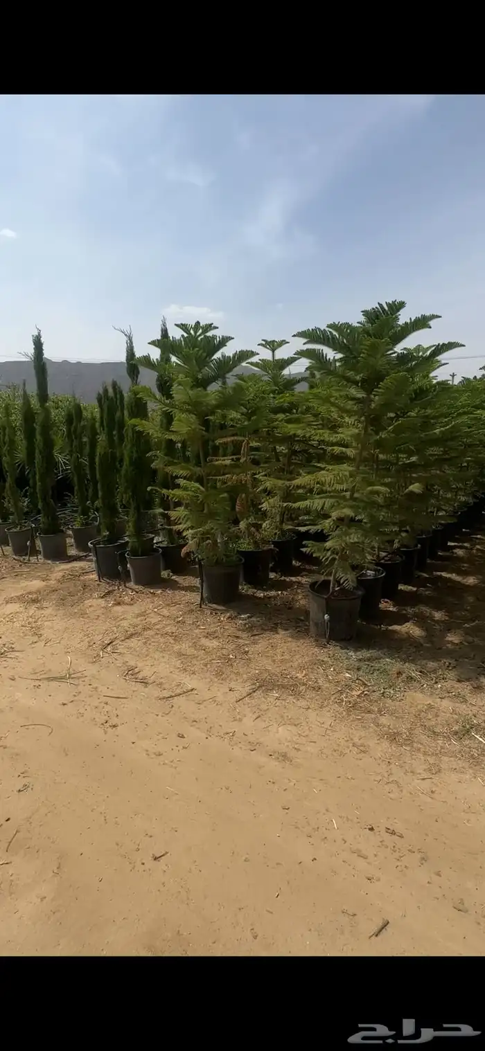 ترمناليا منتالي - اوروكاريا ( شجرة عيد الميلاد ) 2