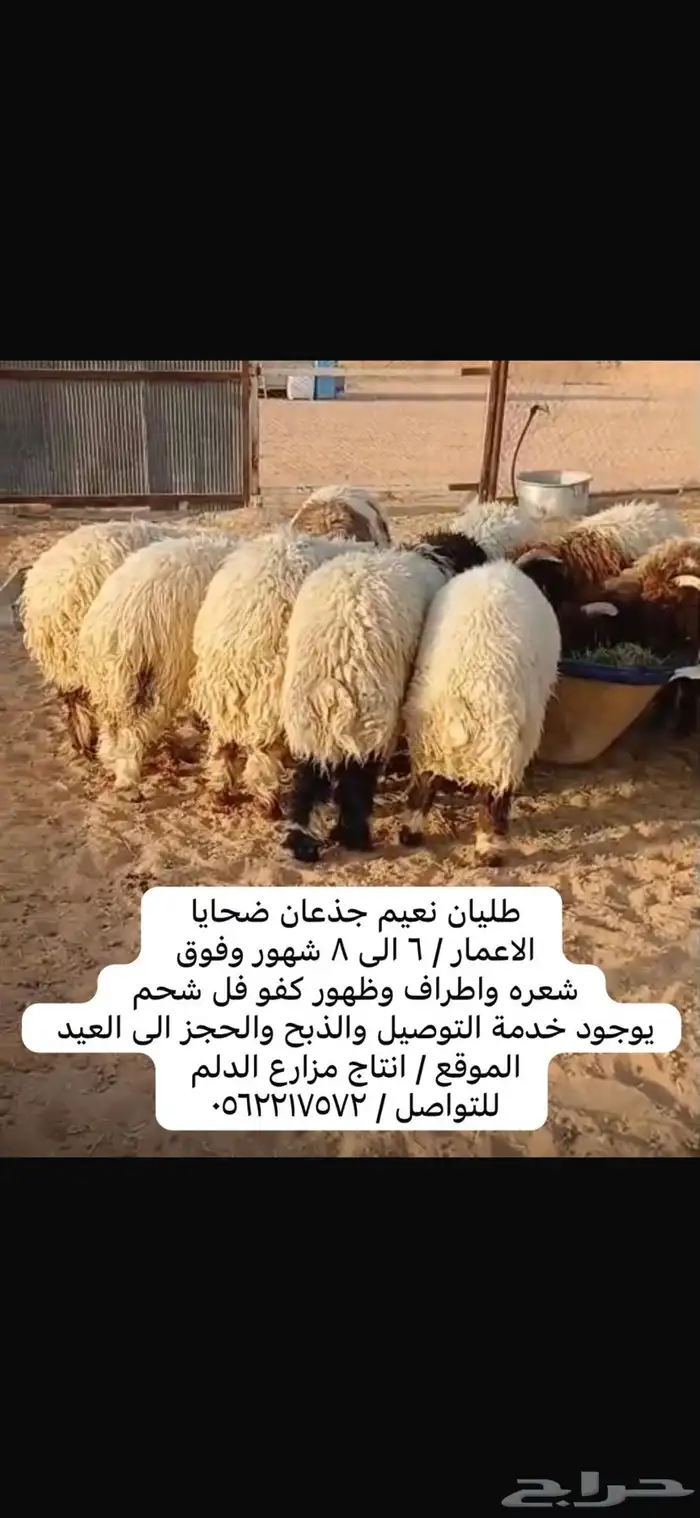 خروف 1