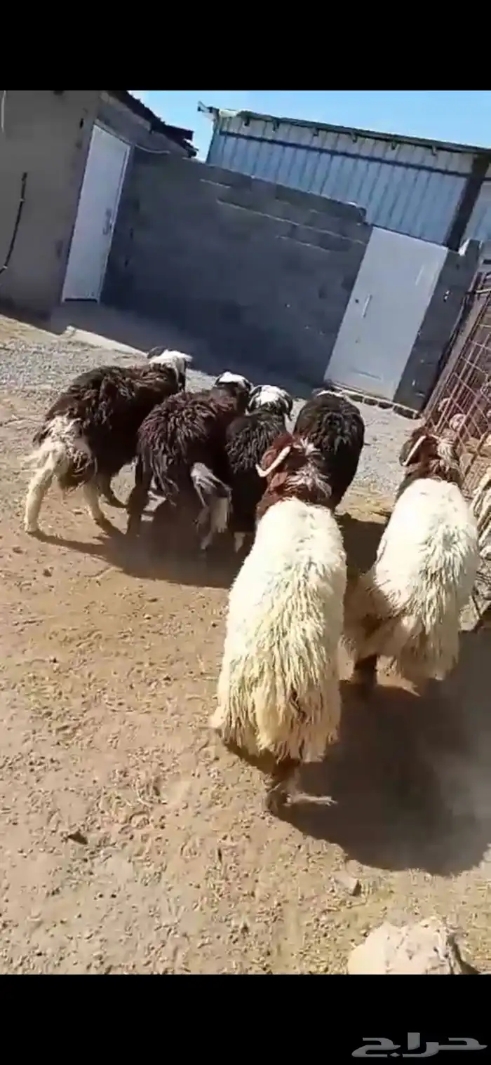 طليان نعيمي ونجدي وحري وسواكني وتيوس 21