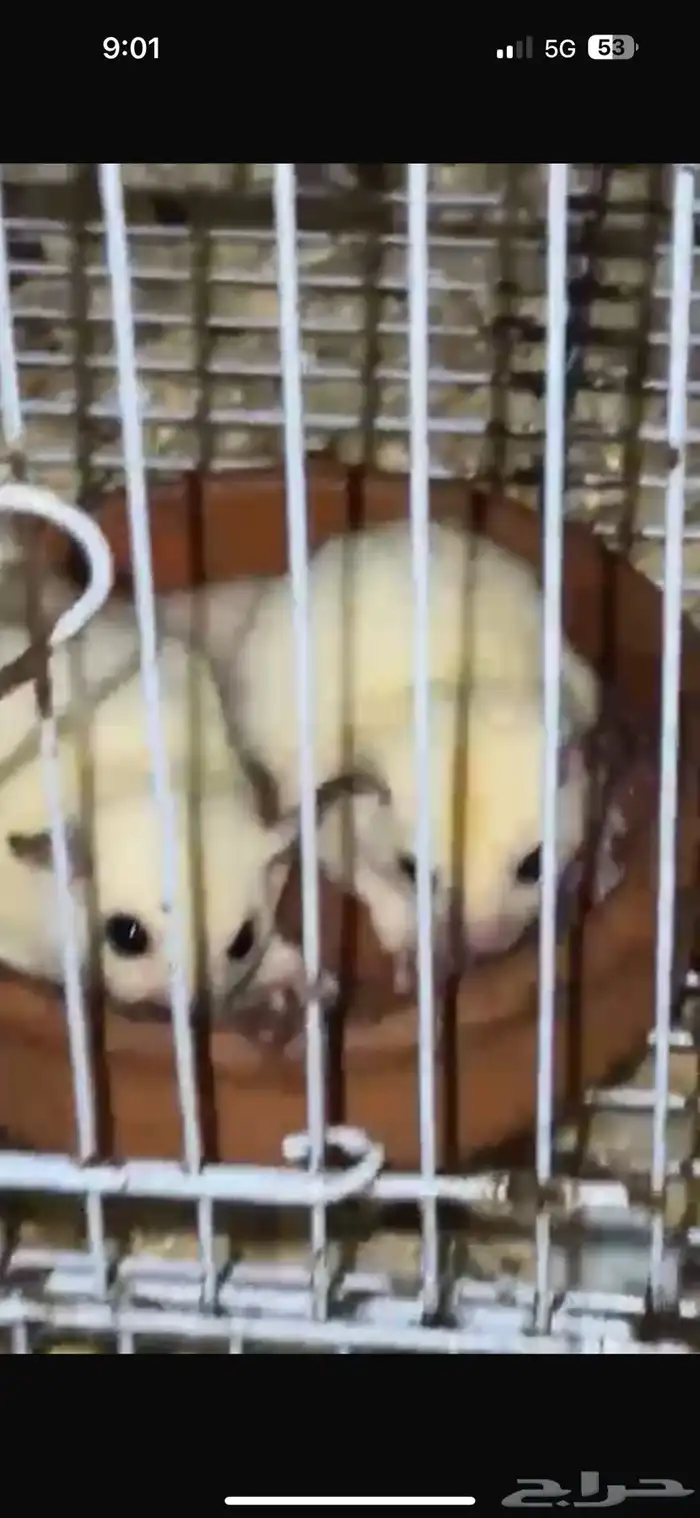 شوقر قلايدر ازواج منتجة للبيع 0