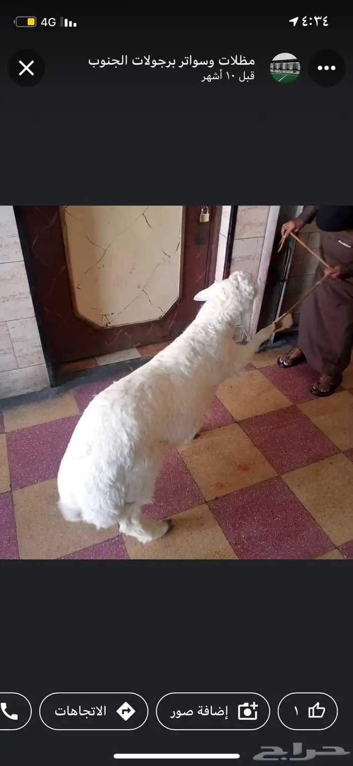 ذبايح طريق الملك عبدالله 1