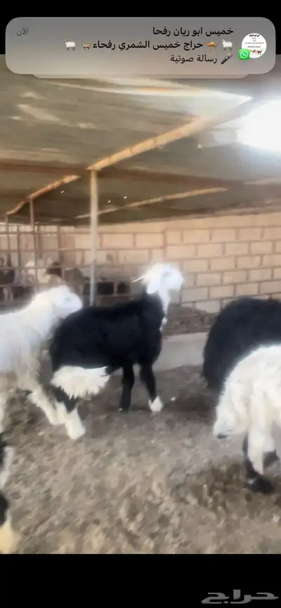 اضاحي نجد وحري 0