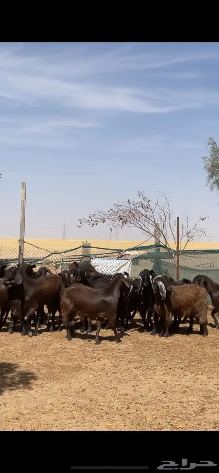 معزا قبرصي على شامي مراح بفحلها نوادر 10