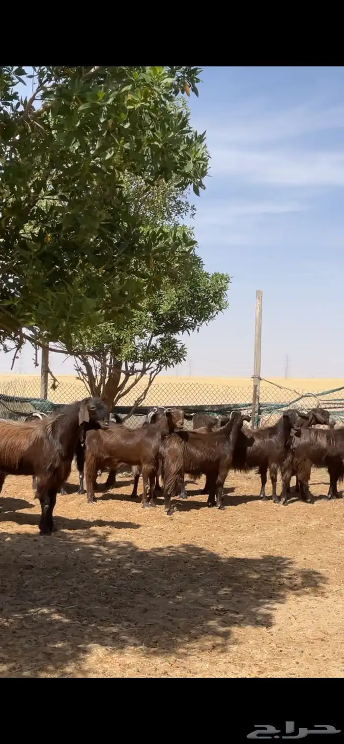 معزا قبرصي على شامي مراح بفحلها نوادر 3