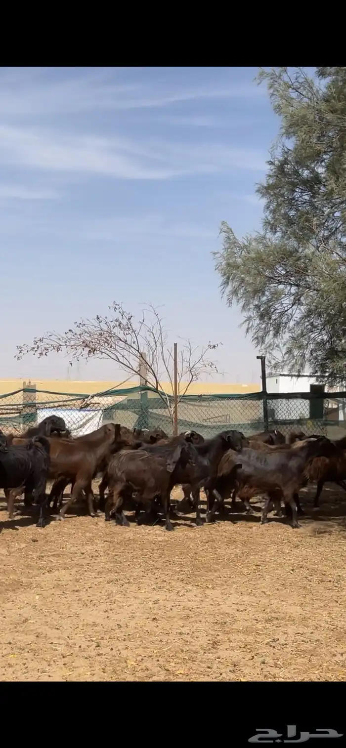 معزا قبرصي على شامي مراح بفحلها نوادر 20