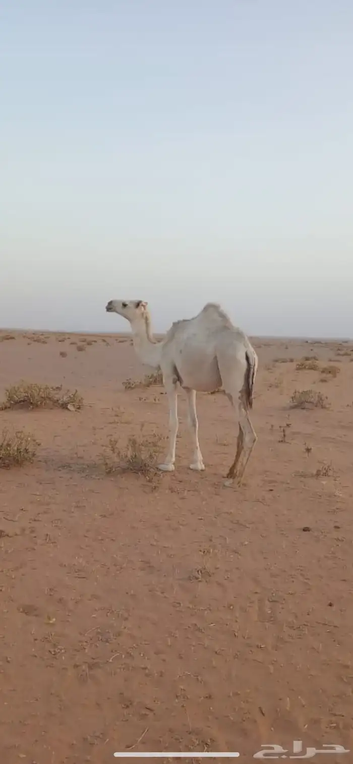 بكره عمرها سنتين ونص كاملة الشروط 0