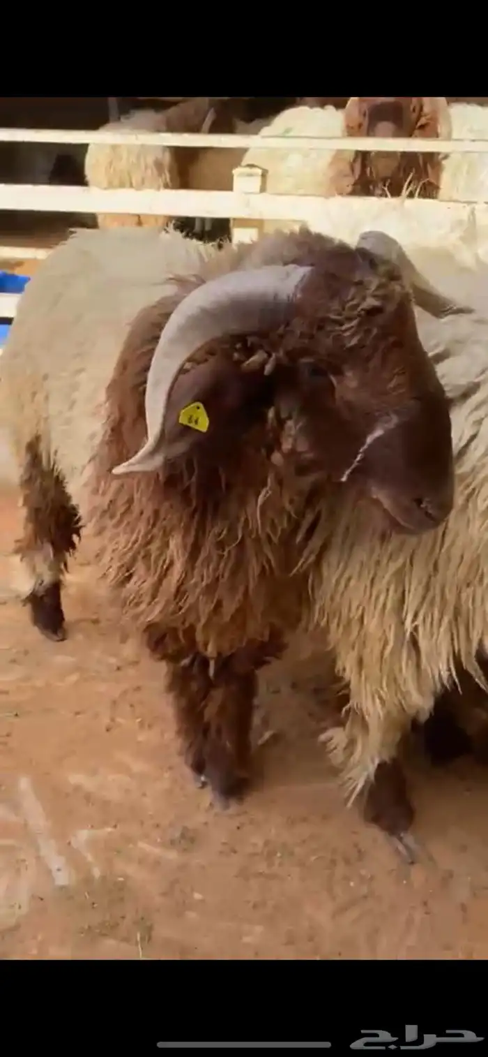 ضحايا نعيم جبره كناور 2