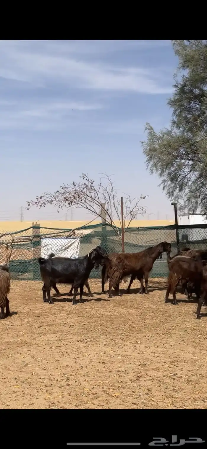 معزا قبرصي على شامي مراح بفحلها نوادر 37
